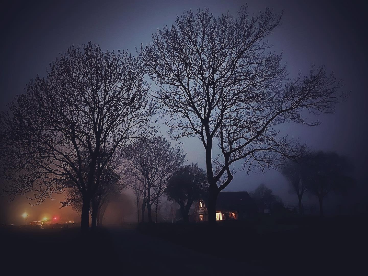 Des arbres et des lumières dans la nuit